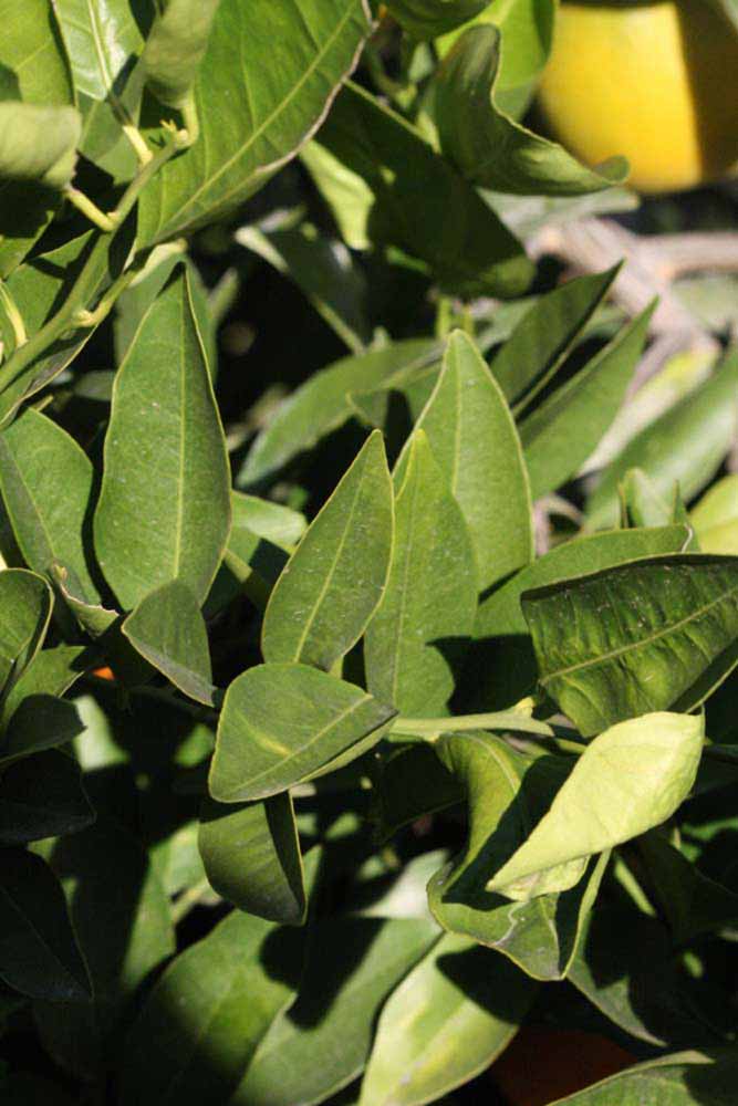            Sun leaves (Valencia Late, Riverside, CA)   